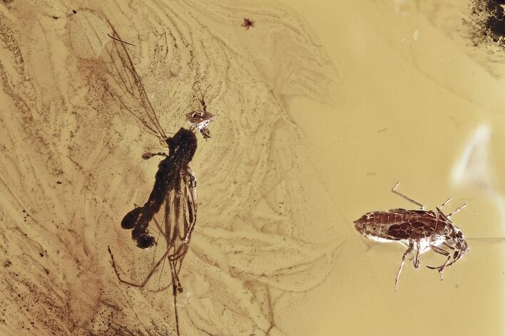 Fossil True Bug and Fly w/ Attached Phoretic Mite in Baltic Amber #346428